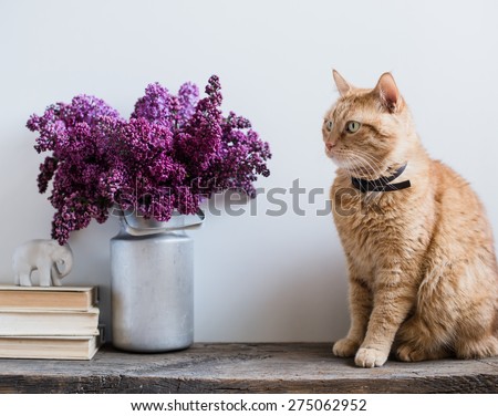 Home interior decor, bouquet of lilacs in a vase, books and ginger cat on rustic wooden table, on a white wall background