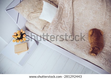 Bright white bedroom interior, cat sitting on a bed with beige linen, flowers on a bedside table, closeup