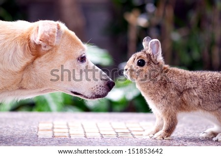 Dogs and rabbits. Staring eyes.