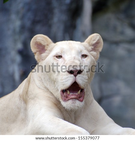 Lion White lion.