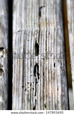 Texture of old wood with many termites holes.