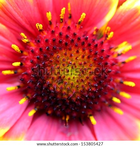 red yellow orange blanket flower close up macro