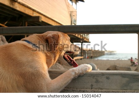 A dog looking over the ocean at sunset near the beach in Ventura California