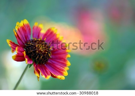 Red and Yellow California Blanket Flower with natural background