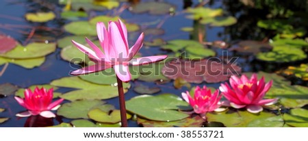 Pink water lily standing infront of more flowers