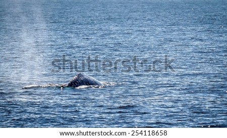 Gray whale swimming in the ocean near Ventura California.