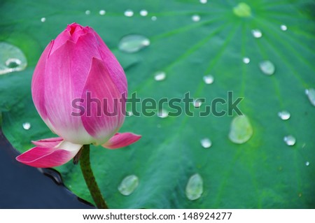 Pink Single Lotus on green lotus leaf and Drops of water on a lotus leaf background
