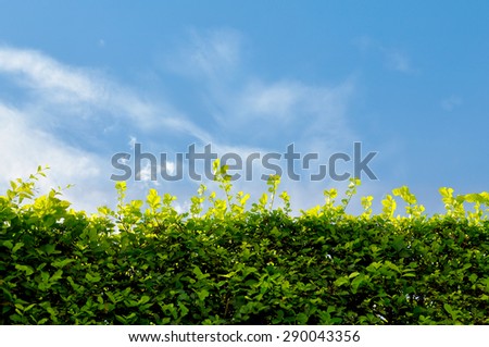 Wall green leaves and sky with space for text