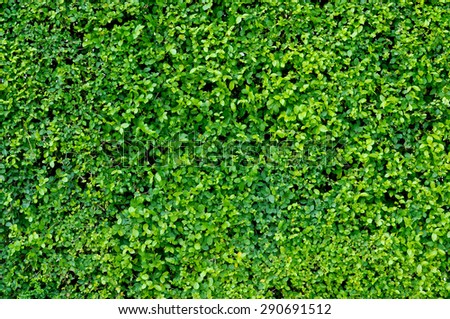 Green leaves wall background with space for text