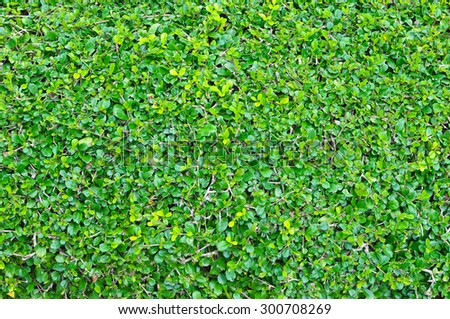 Green leaves wall with text space