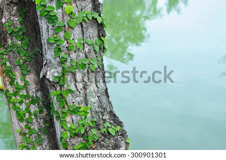 Vines or shingle plant wrapped around trees, river with text space