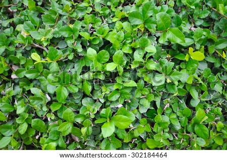 Green leaves wall background with space for text
