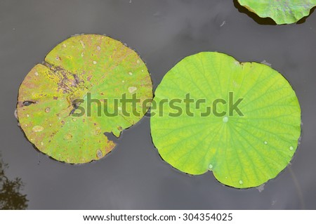 Lotus leaf ,Water droplets on Lotus leaf  background with text space