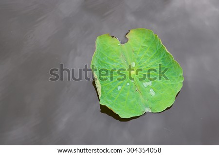 Lotus leaf ,Water droplets on Lotus leaf  background with text space