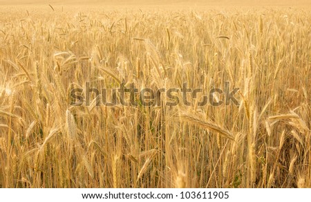field of rye