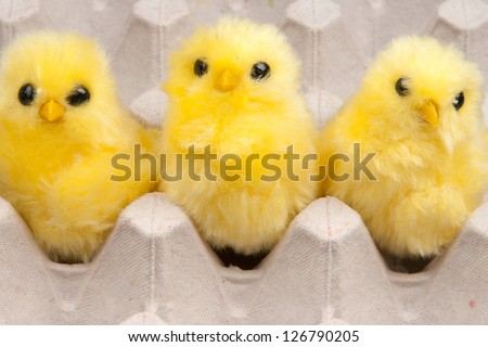 yellow chickens in box
