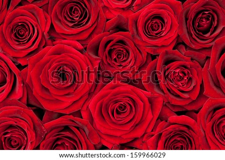 beautiful red roses beautiful red roses