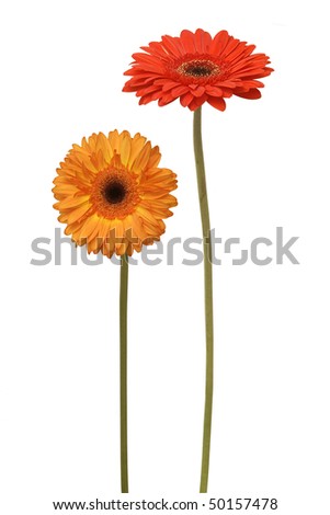 two flowers isolated on white