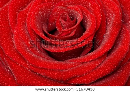 one rose