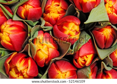beautiful red tulips, background, texture