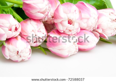 pink tulips on white