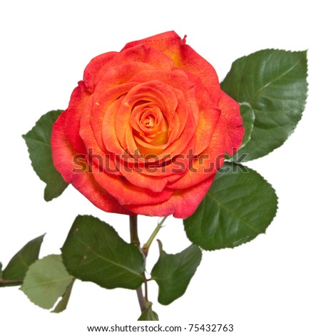 One Rose Picture