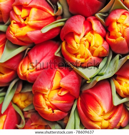 beautiful red tulips, background, texture