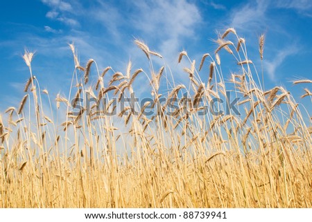 field of rye, blue sky