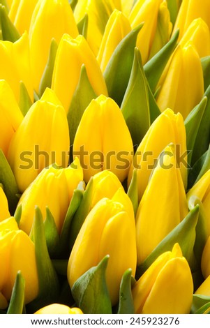 beautiful yellow tulips, big bouquet