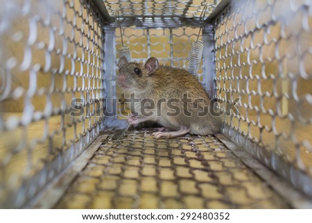 Rat trap, Background of feel the fear, Feeling of blur background.
