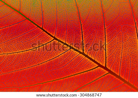 Abstract background, Close up of green leaf texture, Colorful of leaf texture.