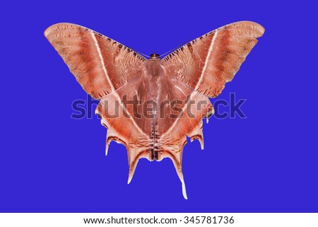 The nocturnal butterfly species, Light effect of butterfly, Rare butterfly species.