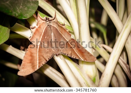 The nocturnal butterfly species, Light effect of butterfly, Rare butterfly species.
