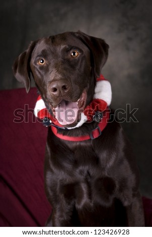 Vertical image of a head and shoulders view of a beautiful, Chocolate Lab looking into the camera.