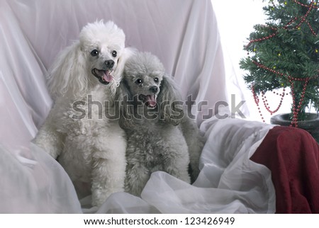 Horizontal image of a white poodle and a silver poodle in a high key studio setting with a Christmas theme.