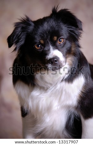 Vertical image of a tri-colored Toy Australian Shepherd looking into the camera against a light brown background.