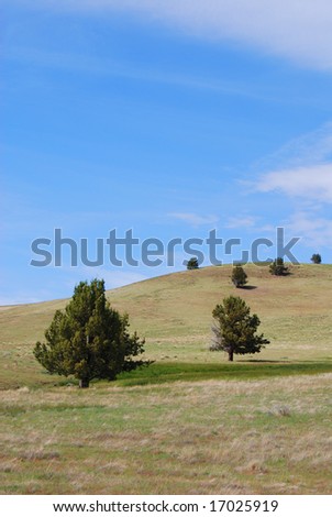 Vertical image of green rolling hills, blue cloudy skies and Western Cedars (Western Junipers), in Antelope, Oregon, USA.