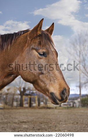 Vertical profile image of a pretty brown horse with a diffused countryside background.
