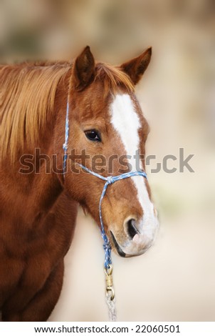 Vertical three quarter image of a pretty sorrel red quarter horse with a blaze, wearing a rope halter.