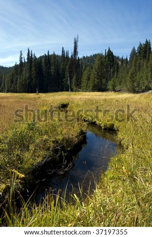 A curving, meandering stream cuts through a high mountain meadow with a forested hill in the background.