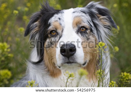 of a blue merle Australian