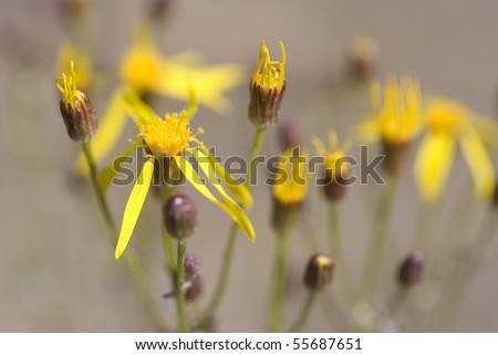 Long rayed groundsel, also called:  Puget butterweed, Packera macounnii, Macoun\'s groundsel, and Senecia macounii.  Very shallow depth of field.