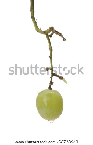 Stem Of Grapes