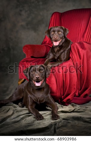 A vertical portrait of two, one-year old chocolate labs.