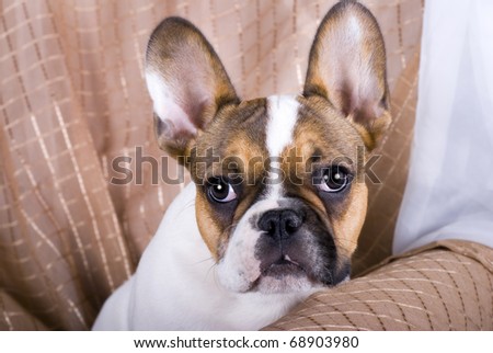 A horizontal studio portrait of a five month old French Bulldog Puppy.