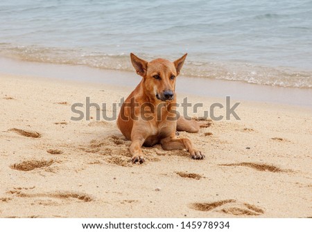 Lonely Dog On The Beach at Samui Island, Thailand