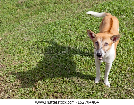 Dog fawning and Shadow on Grass Field in Sunny Day Afternoon