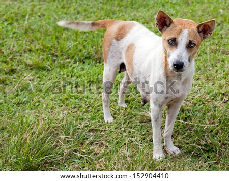 Lonely Dog standing fawning with curious face