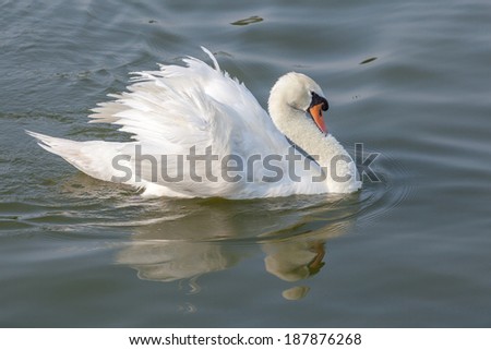 White swan spread feather and floating on the River with its reflection and small ripple
