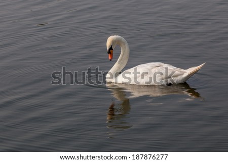 White swan looking down to water with its reflection on the water surface